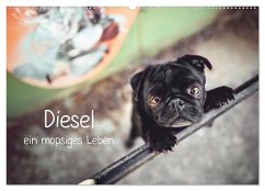 Diesel - ein mopsiges Leben (Wandkalender 2025 DIN A2 quer), CALVENDO Monatskalender