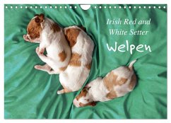 Irish Red and White Setter Welpen (Wandkalender 2025 DIN A4 quer), CALVENDO Monatskalender