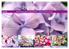 Hortensien Bezauberndes Farbenspiel (Wandkalender 2025 DIN A3 quer), CALVENDO Monatskalender