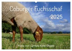 Coburger Fuchsschaf (Wandkalender 2025 DIN A2 quer), CALVENDO Monatskalender - Calvendo;Kelle-Dingel, Cordula