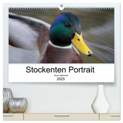 Stockenten Portrait (hochwertiger Premium Wandkalender 2025 DIN A2 quer), Kunstdruck in Hochglanz