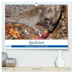 Igeleien - Begegnungen mit hungrigen Igeln (hochwertiger Premium Wandkalender 2025 DIN A2 quer), Kunstdruck in Hochglanz - Calvendo;Löwis of Menar, Henning von