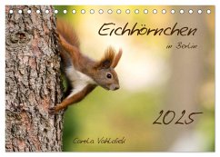 Eichhörnchen in Berlin (Tischkalender 2025 DIN A5 quer), CALVENDO Monatskalender - Calvendo;Vahldiek, Carola