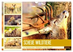 Scheue Wildtiere in heimischen Wäldern und Bergen (Wandkalender 2025 DIN A3 quer), CALVENDO Monatskalender - Calvendo;Hurley, Rose