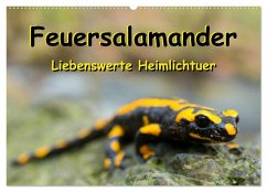 Feuersalamander - Liebenswerte Heimlichtuer (Wandkalender 2025 DIN A2 quer), CALVENDO Monatskalender