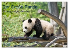 Der Große Panda Ein kuscheliger Geselle (Wandkalender 2025 DIN A2 quer), CALVENDO Monatskalender