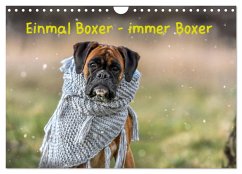 Einmal Boxer - immer Boxer (Wandkalender 2025 DIN A4 quer), CALVENDO Monatskalender