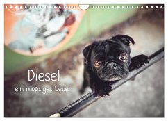 Diesel - ein mopsiges Leben (Wandkalender 2025 DIN A4 quer), CALVENDO Monatskalender