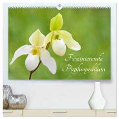 Faszinierende Paphiopedilum (hochwertiger Premium Wandkalender 2025 DIN A2 quer), Kunstdruck in Hochglanz - Calvendo;Stenner, Clemens