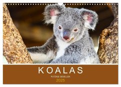 Koalas, putzige Gesellen (Wandkalender 2025 DIN A3 quer), CALVENDO Monatskalender