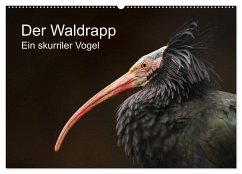 Der Waldrapp - Ein skurriler Vogel (Wandkalender 2025 DIN A2 quer), CALVENDO Monatskalender - Calvendo;the Snow Leopard, Cloudtail