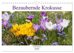 Bezaubernde Krokusse (Wandkalender 2025 DIN A4 quer), CALVENDO Monatskalender - Calvendo;Kruse, Gisela