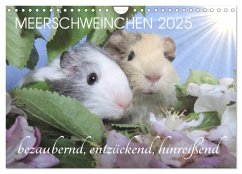 Meerschweinchen 2025 - bezaubernd, hinreißend, entzückend (Wandkalender 2025 DIN A4 quer), CALVENDO Monatskalender - Calvendo;Hampe-Neves, Sabine