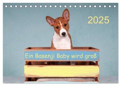 Ein Basenji Baby wird groß (Tischkalender 2025 DIN A5 quer), CALVENDO Monatskalender - Calvendo;Joswig, Angelika