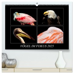 Vögel im Fokus 2025 (hochwertiger Premium Wandkalender 2025 DIN A2 quer), Kunstdruck in Hochglanz