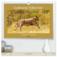 Galloway Kälbchen - Liebenswert und lockig (hochwertiger Premium Wandkalender 2025 DIN A2 quer), Kunstdruck in Hochglanz