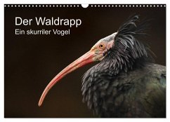 Der Waldrapp - Ein skurriler Vogel (Wandkalender 2025 DIN A3 quer), CALVENDO Monatskalender - Calvendo;the Snow Leopard, Cloudtail