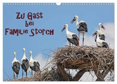 Zu Gast bei Familie Storch (Wandkalender 2025 DIN A3 quer), CALVENDO Monatskalender