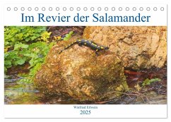 Im Revier der Salamander (Tischkalender 2025 DIN A5 quer), CALVENDO Monatskalender