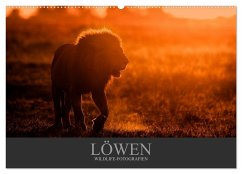 Löwen Wildlife-Fotografien (Wandkalender 2025 DIN A2 quer), CALVENDO Monatskalender
