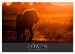 Löwen Wildlife-Fotografien (Wandkalender 2025 DIN A2 quer), CALVENDO Monatskalender