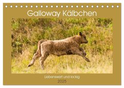 Galloway Kälbchen - Liebenswert und lockig (Tischkalender 2025 DIN A5 quer), CALVENDO Monatskalender