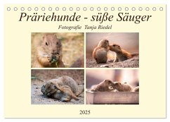 Präriehunde - süße Säuger (Tischkalender 2025 DIN A5 quer), CALVENDO Monatskalender