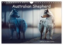 Australian Shepherd - Vielfalt in einer Rasse (Wandkalender 2025 DIN A4 quer), CALVENDO Monatskalender