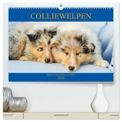 Colliewelpen - kleine Collies erobern die Welt (hochwertiger Premium Wandkalender 2025 DIN A2 quer), Kunstdruck in Hochglanz - Calvendo;Starick, Sigrid