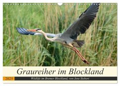 Graureiher im Blockland (Wandkalender 2025 DIN A3 quer), CALVENDO Monatskalender