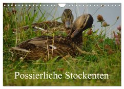 Possierliche Stockenten (Wandkalender 2025 DIN A4 quer), CALVENDO Monatskalender