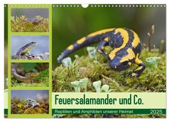 Feuersalamander und Co. (Wandkalender 2025 DIN A3 quer), CALVENDO Monatskalender