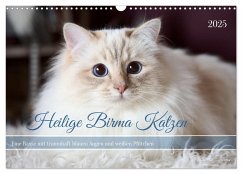 Heilige Birma Katzen mit traumhaft blauen Augen und weißen Pfötchen (Wandkalender 2025 DIN A3 quer), CALVENDO Monatskalender