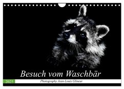 Besuch vom Waschbär (Wandkalender 2025 DIN A4 quer), CALVENDO Monatskalender