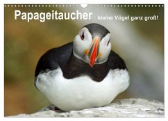 Papageitaucher - kleine Vögel ganz groß! (Wandkalender 2025 DIN A3 quer), CALVENDO Monatskalender