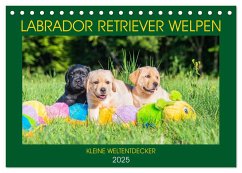 Labrador Retriever Welpen - Kleine Weltentdecker (Tischkalender 2025 DIN A5 quer), CALVENDO Monatskalender - Calvendo;Starick, Sigrid