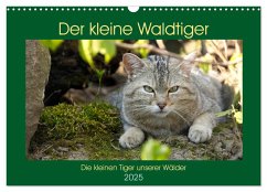 Der kleine Waldtiger (Wandkalender 2025 DIN A3 quer), CALVENDO Monatskalender