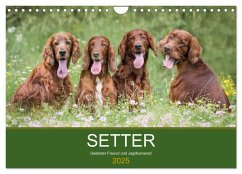 Setter - Geliebter Freund und Jagdkamerad (Wandkalender 2025 DIN A4 quer), CALVENDO Monatskalender