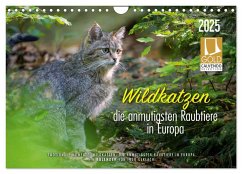 Wildkatzen - die anmutigsten Raubiere in Europa. (Wandkalender 2025 DIN A4 quer), CALVENDO Monatskalender