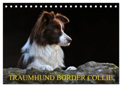 Traumhund Border Collie (Tischkalender 2025 DIN A5 quer), CALVENDO Monatskalender - Calvendo;Starick, Sigrid