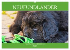 Neufundländer - Alle fangen mal klein an (Wandkalender 2025 DIN A2 quer), CALVENDO Monatskalender - Calvendo;Starick, Sigrid