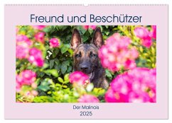 Freund und Beschützer - Der Malinois (Wandkalender 2025 DIN A2 quer), CALVENDO Monatskalender