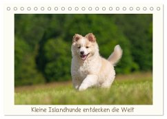 Kleine Islandhunde entdecken die Welt (Tischkalender 2025 DIN A5 quer), CALVENDO Monatskalender