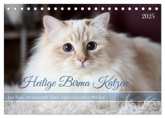 Heilige Birma Katzen mit traumhaft blauen Augen und weißen Pfötchen (Tischkalender 2025 DIN A5 quer), CALVENDO Monatskalender