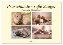 Präriehunde - süße Säuger (Wandkalender 2025 DIN A2 quer), CALVENDO Monatskalender
