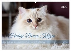 Heilige Birma Katzen mit traumhaft blauen Augen und weißen Pfötchen (Wandkalender 2025 DIN A2 quer), CALVENDO Monatskalender