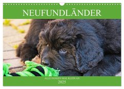 Neufundländer - Alle fangen mal klein an (Wandkalender 2025 DIN A3 quer), CALVENDO Monatskalender