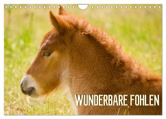 Wunderbare Fohlen (Wandkalender 2025 DIN A4 quer), CALVENDO Monatskalender