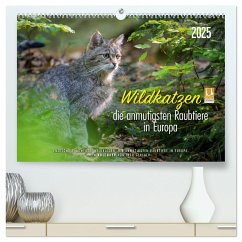 Wildkatzen - die anmutigsten Raubiere in Europa. (hochwertiger Premium Wandkalender 2025 DIN A2 quer), Kunstdruck in Hochglanz