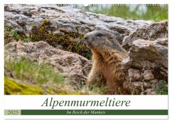 Alpenmurmeltiere - Im Reich der Mankeis (Wandkalender 2025 DIN A2 quer), CALVENDO Monatskalender